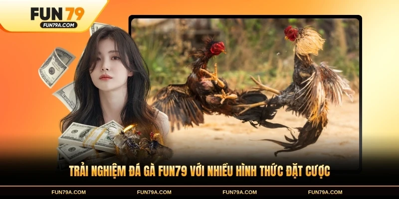 Trải nghiệm đá gà FUN79 với nhiều hình thức đặt cược